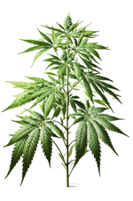 Organic Terpene Blend